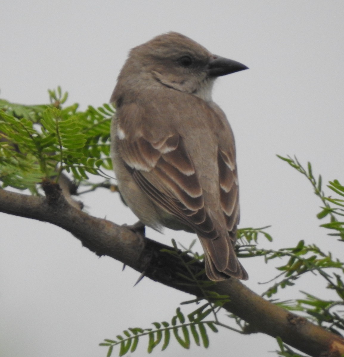 Moineau à gorge jaune - ML645326031