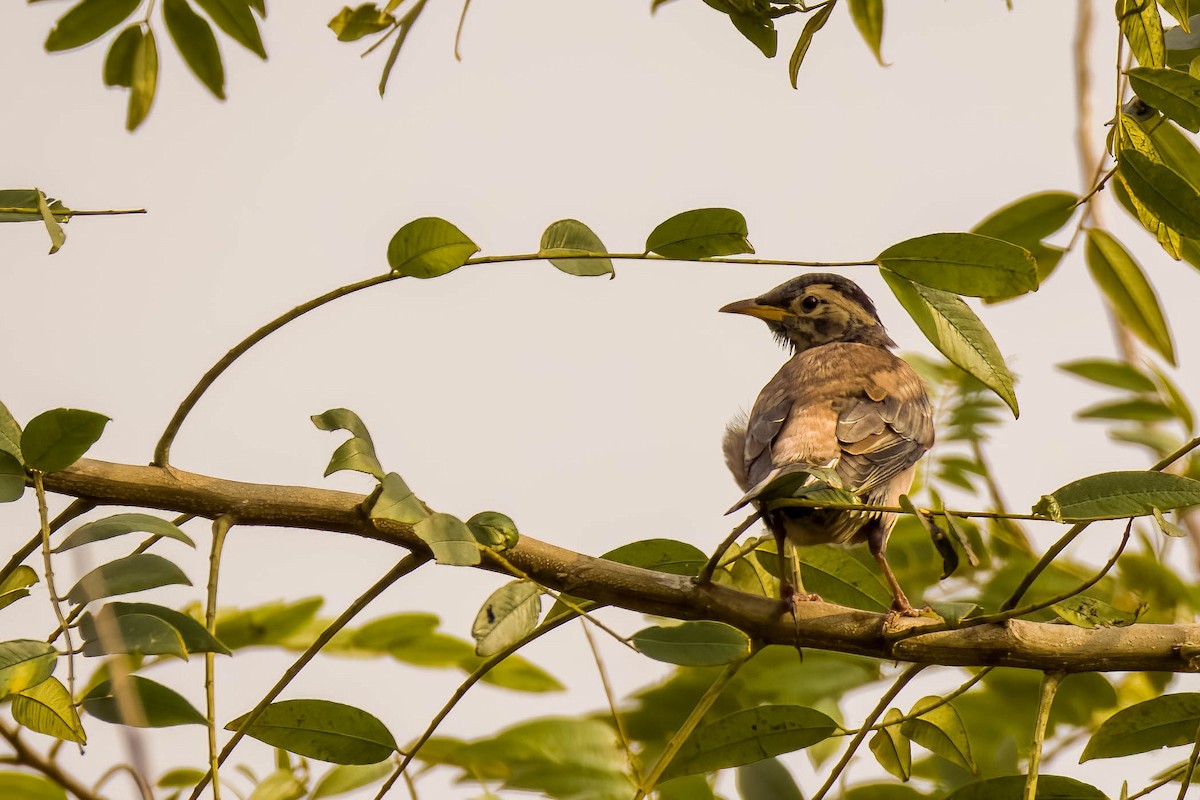 Étourneau roselin - ML645326034