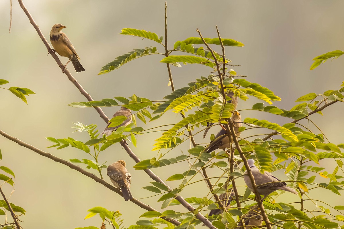 Étourneau roselin - ML645326035