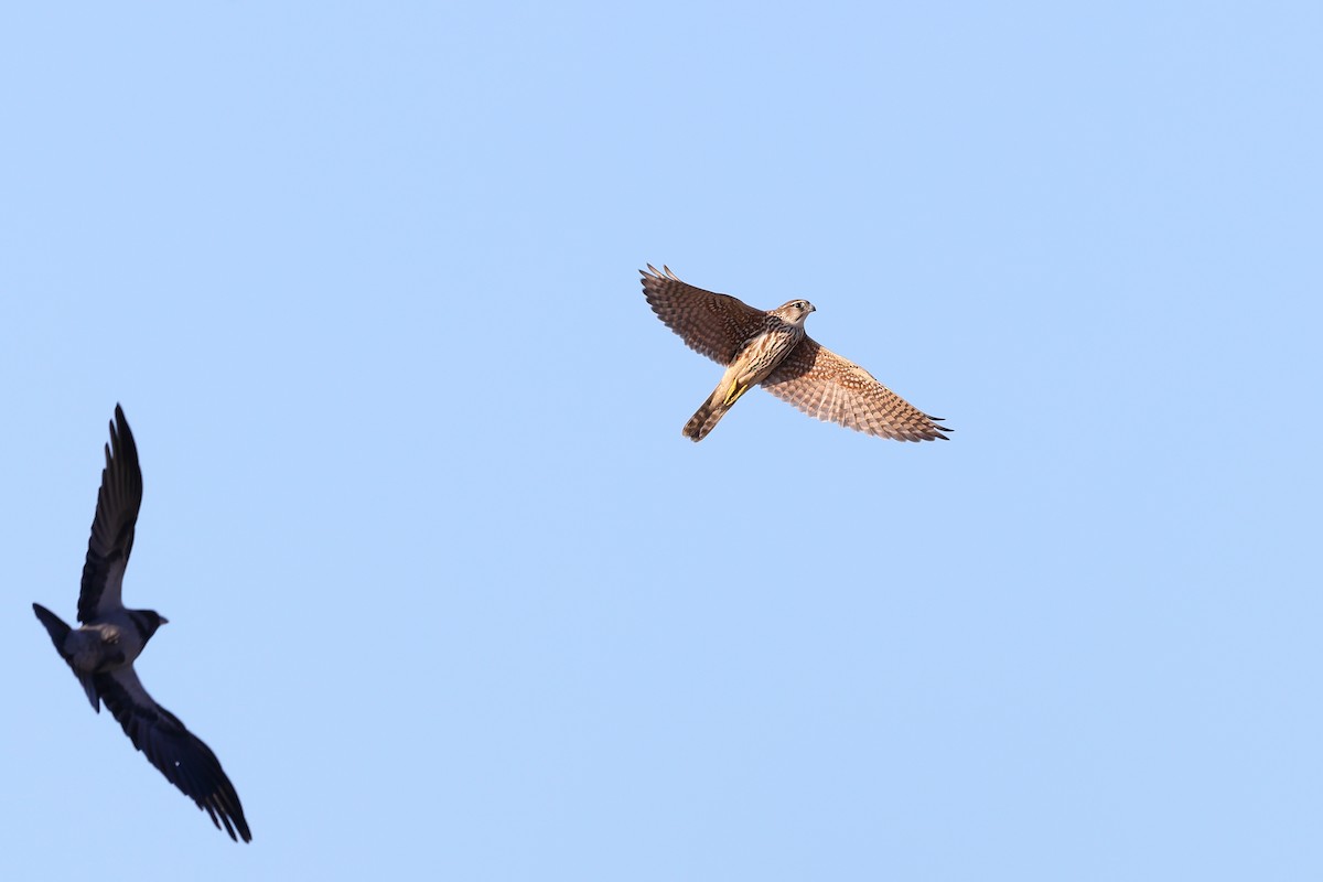 Faucon émerillon - ML645326037