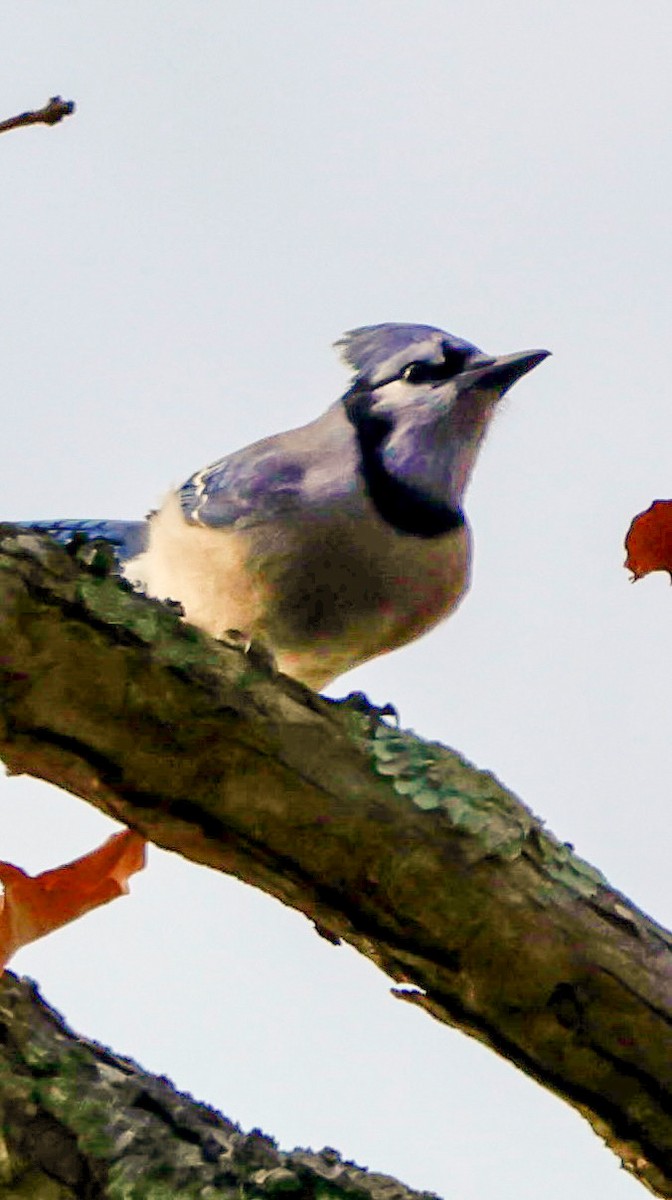 Geai bleu - ML645326038