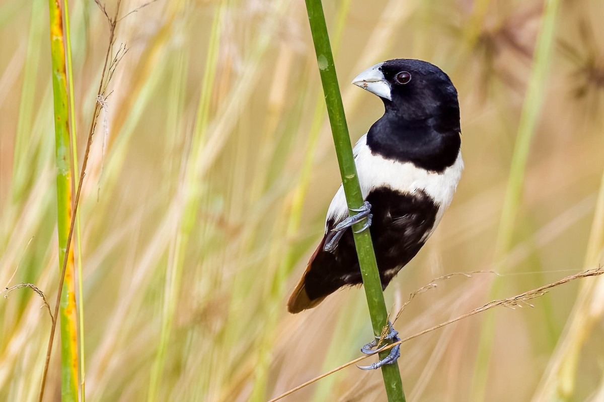 Capucin à dos marron - ML645326039