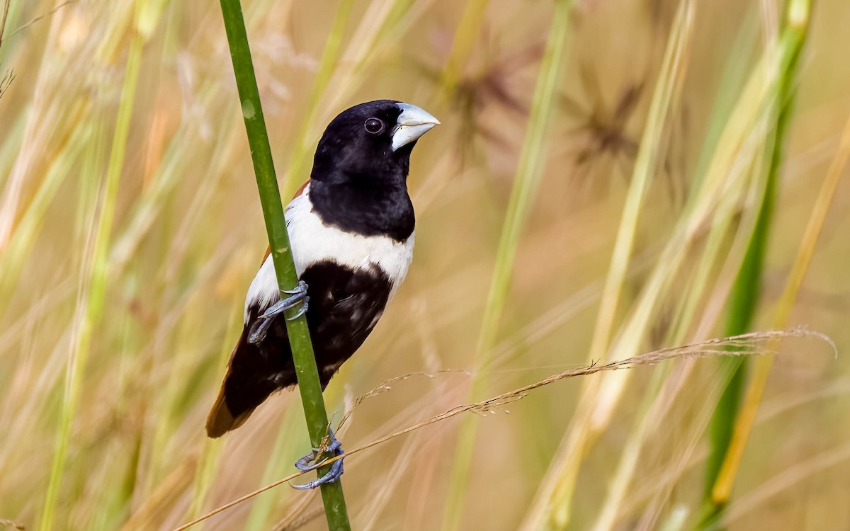 Capucin à dos marron - ML645326040