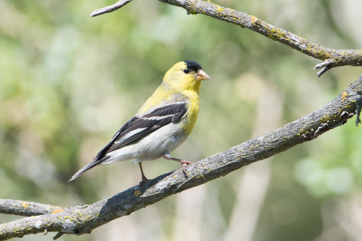Chardonneret jaune - ML645326041