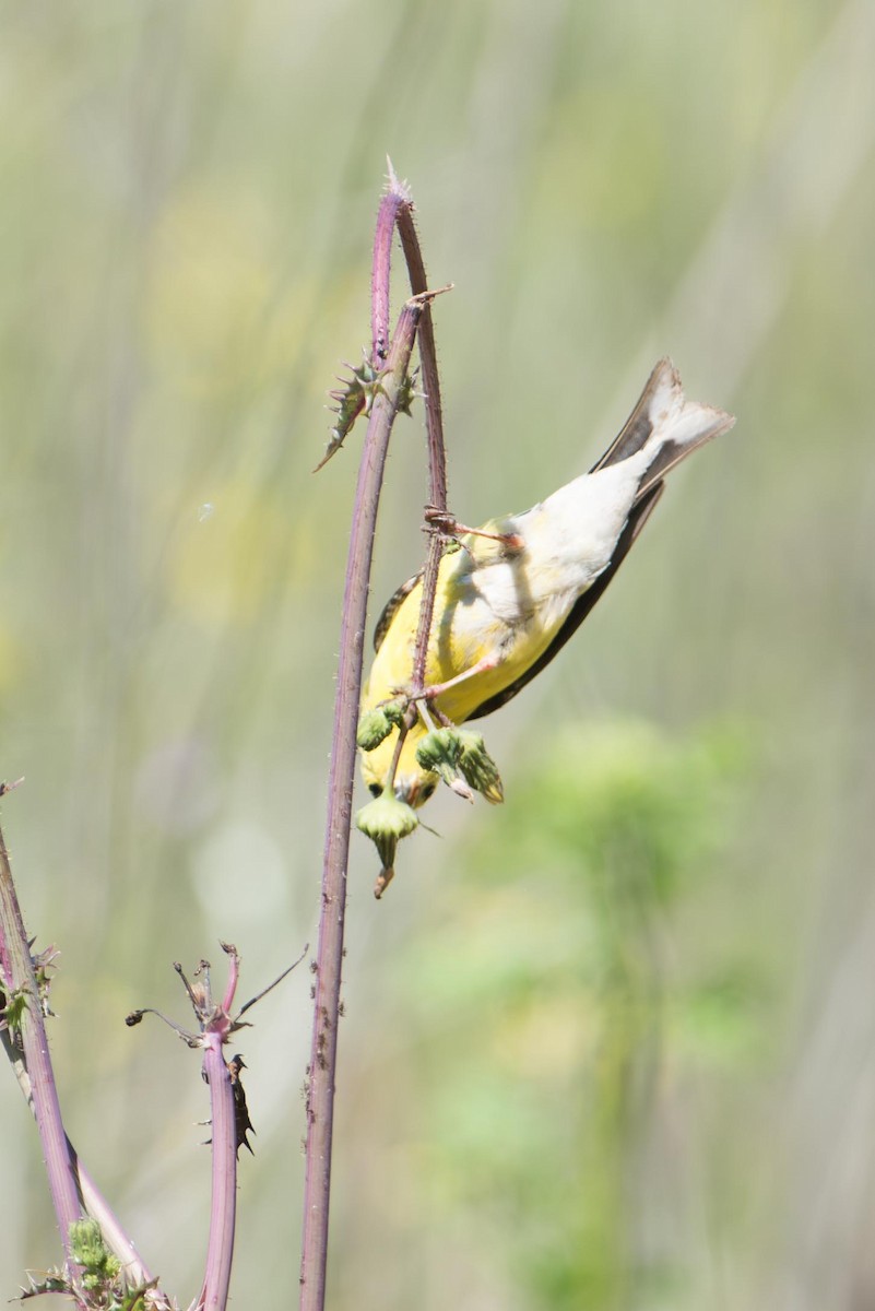 Chardonneret jaune - ML645326042