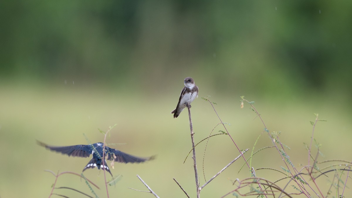 Bank Swallow - ML645326043