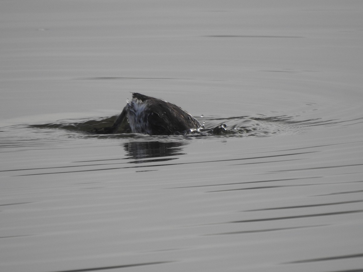 טבלן לבן-לחיים - ML645326047