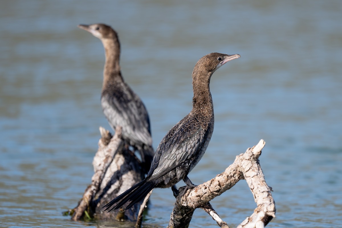 Ubarroi txikia - ML645326052