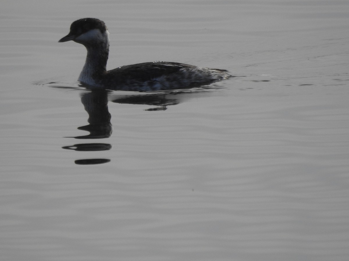 טבלן לבן-לחיים - ML645326067