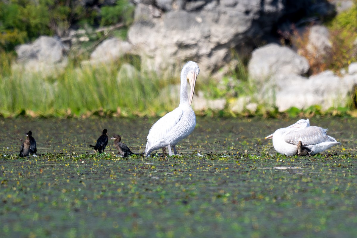 Dalmatian Pelican - ML645326068