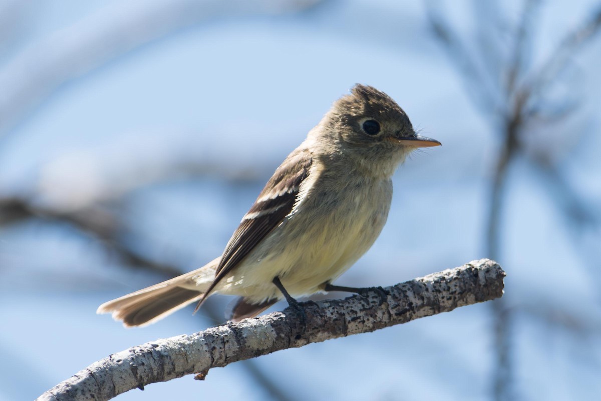 Batı Amerika Sinekkapanı [difficilis grubu] - ML645326069