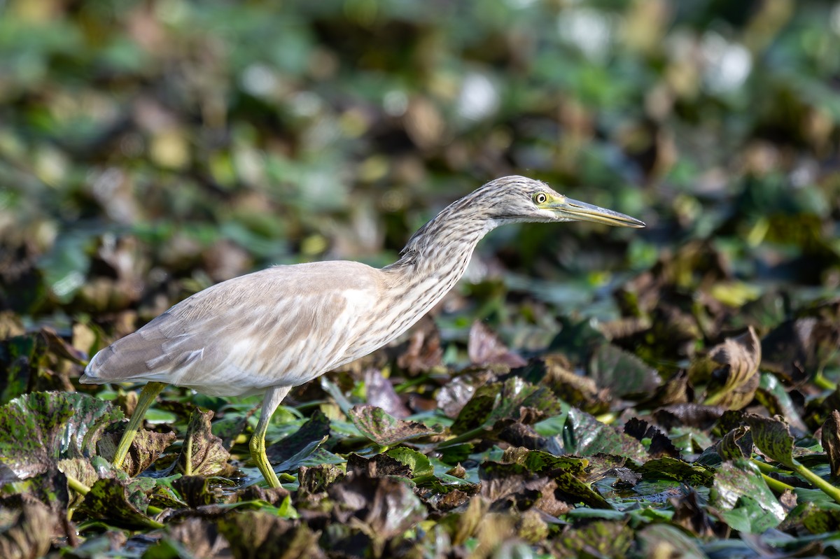 Squacco Heron - ML645326073