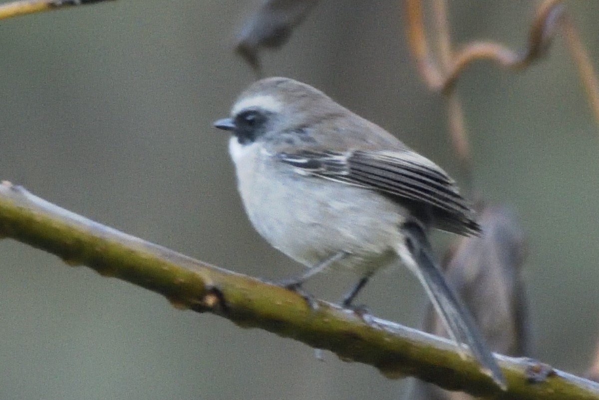 Gray Bushchat - ML645326092