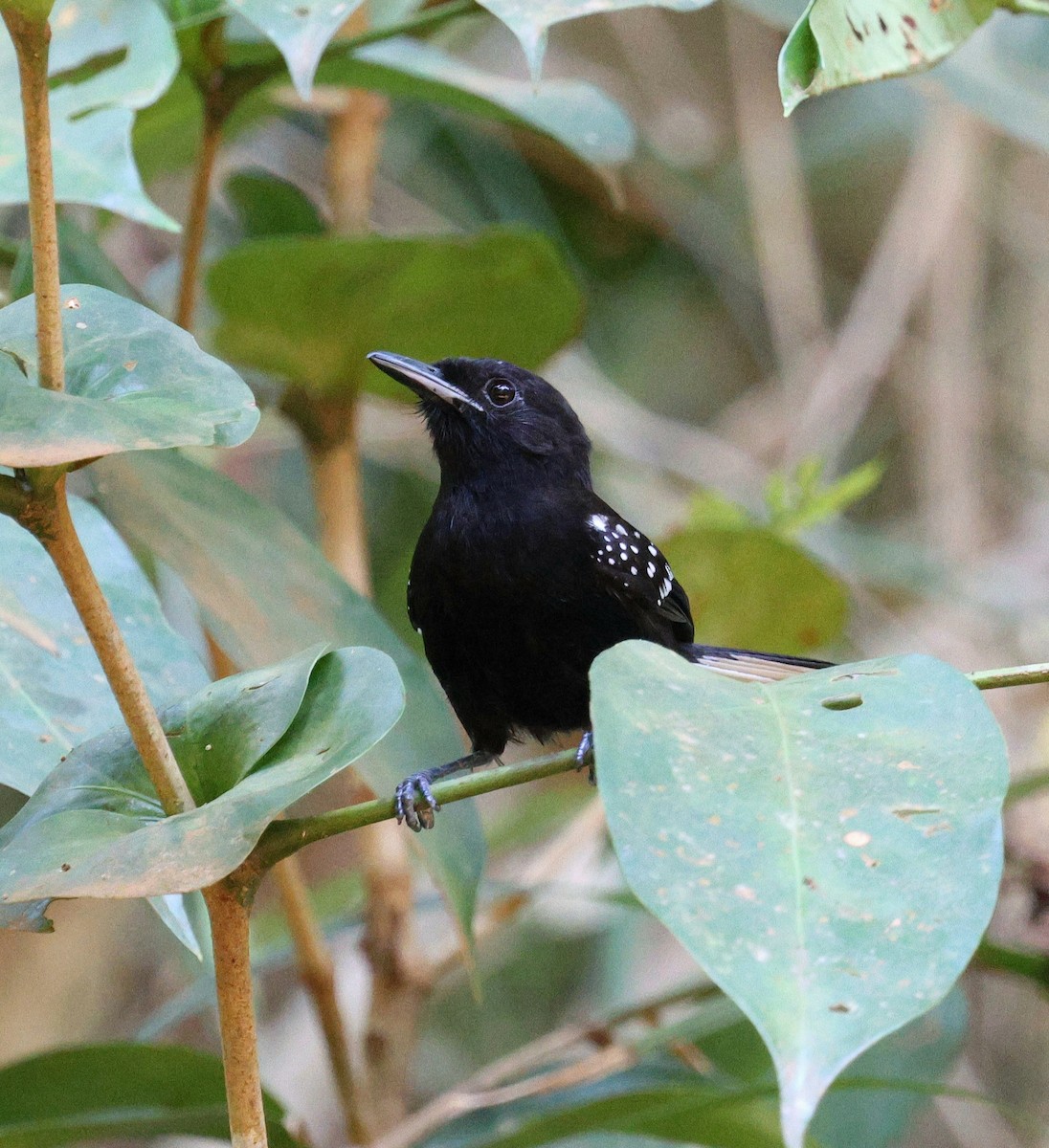 Dot-winged Antwren - ML645326096