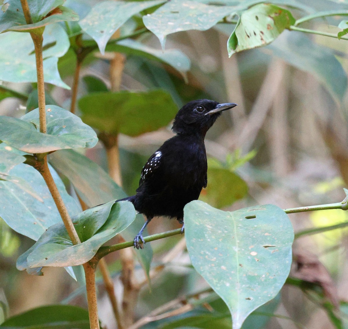 Dot-winged Antwren - ML645326097