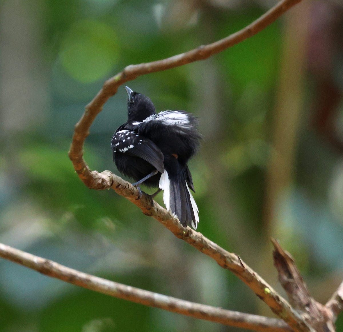 Dot-winged Antwren - ML645326098