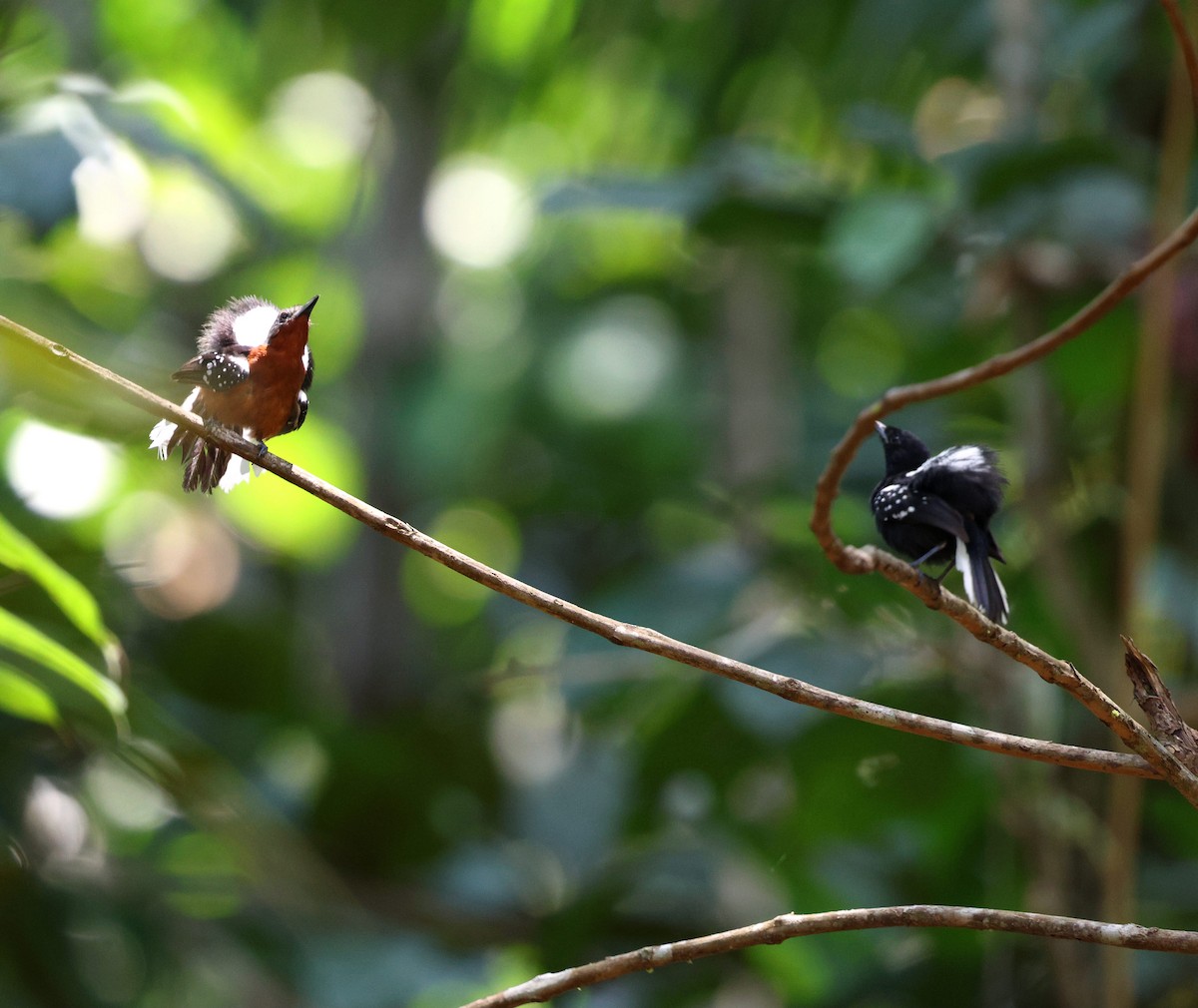 Dot-winged Antwren - ML645326100