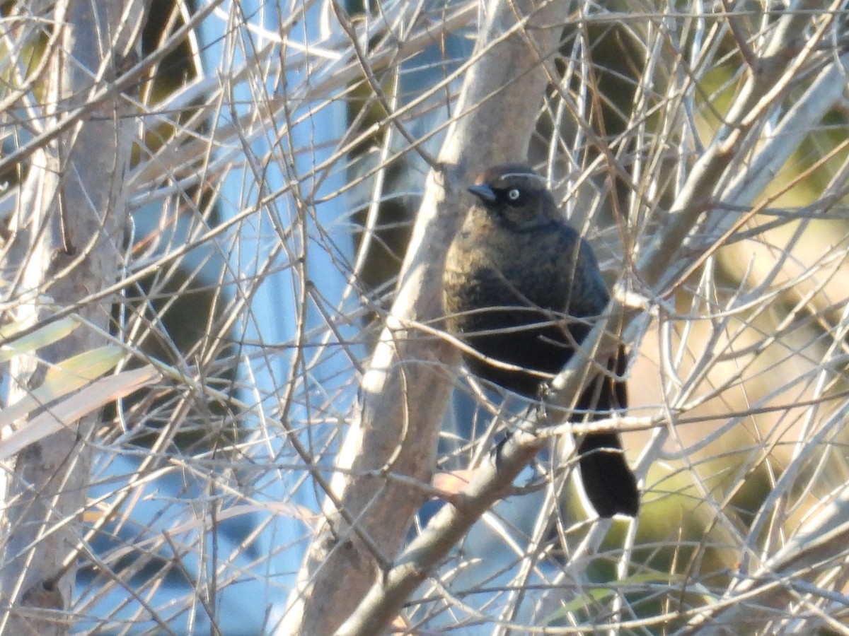 Rusty Blackbird - ML645326101