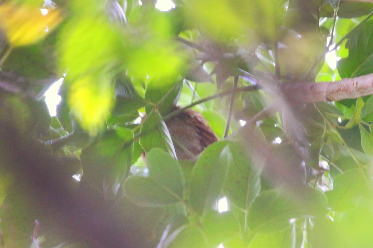 Oriental Scops-Owl - ML645326105