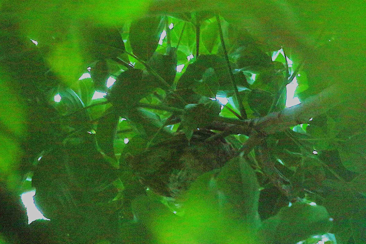 Oriental Scops-Owl - ML645326106