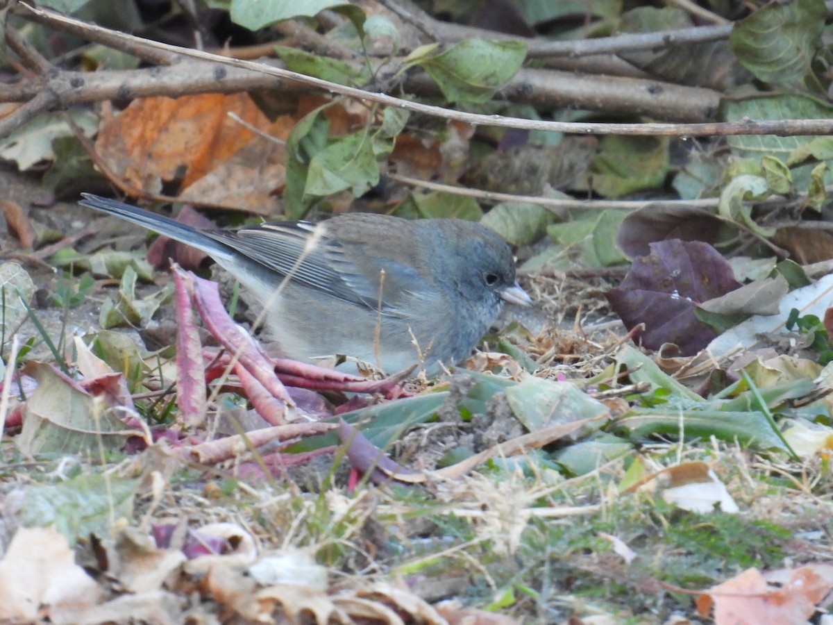 Dark-eyed Junco - ML645326110