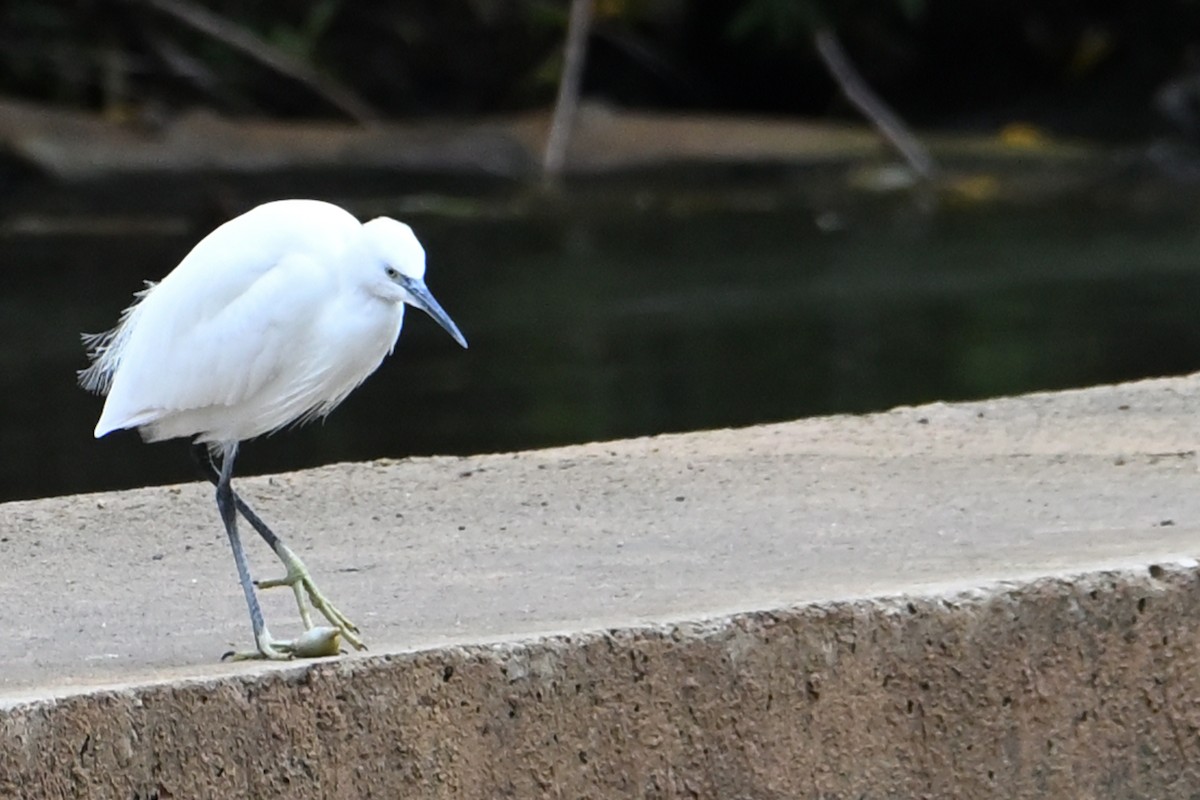 Little Egret - ML645326111
