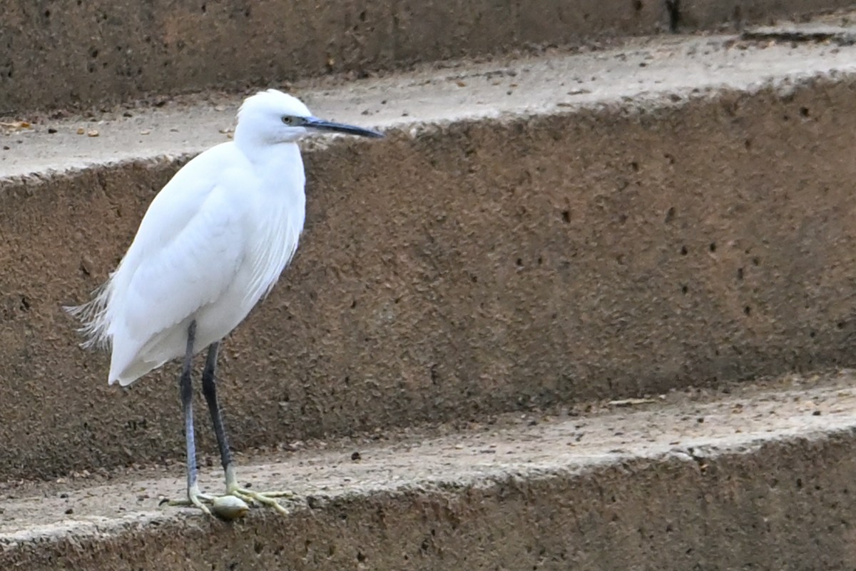 Little Egret - ML645326112