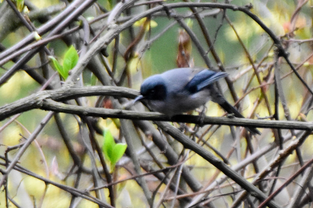 Beautiful Sibia - ML645326113