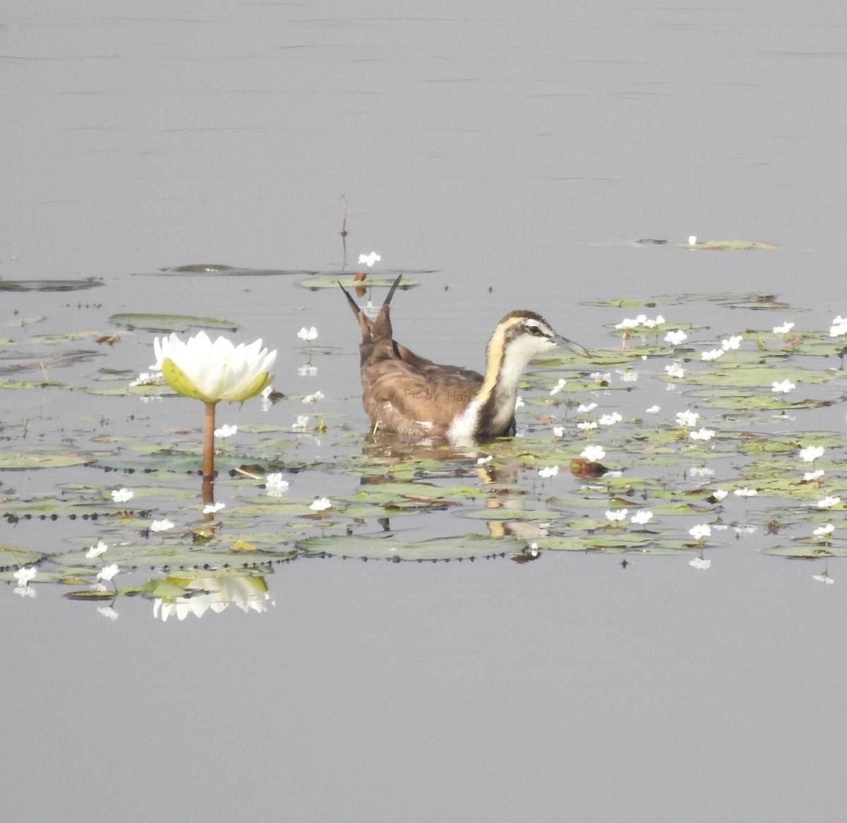Pheasant-tailed Jacana - ML645326118