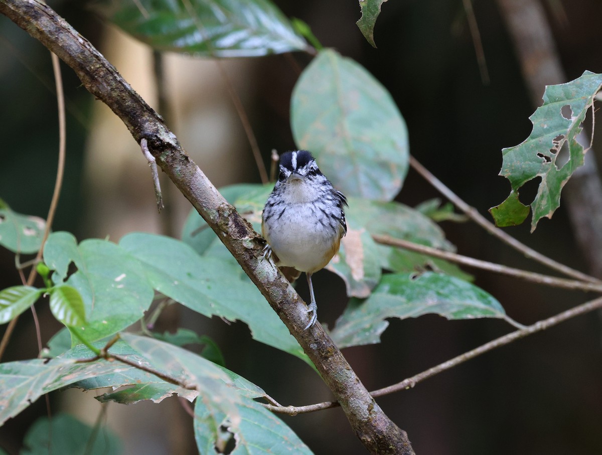 Rondonia Warbling-Antbird - ML645326119
