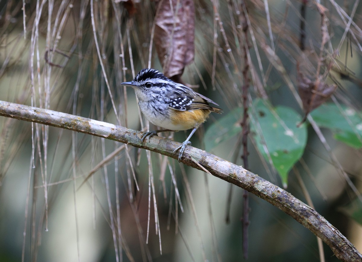 Rondonia Warbling-Antbird - ML645326120