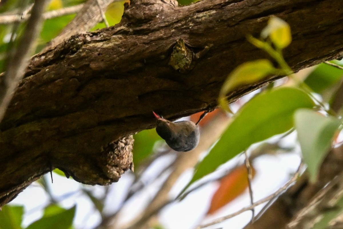 Nuthatch-Vanga - ML645326121