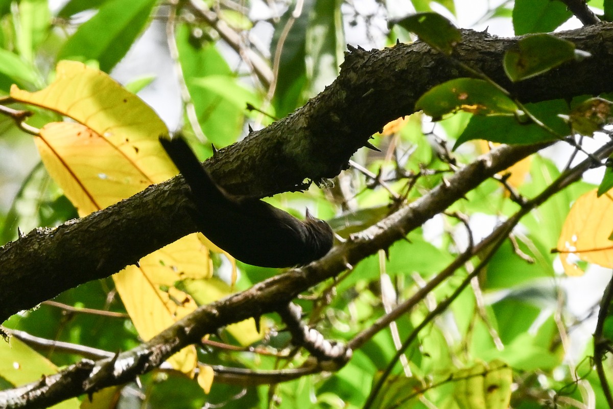 Nuthatch-Vanga - ML645326122