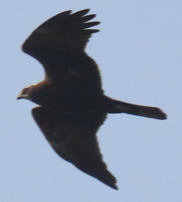 Western Marsh Harrier - ML645326124