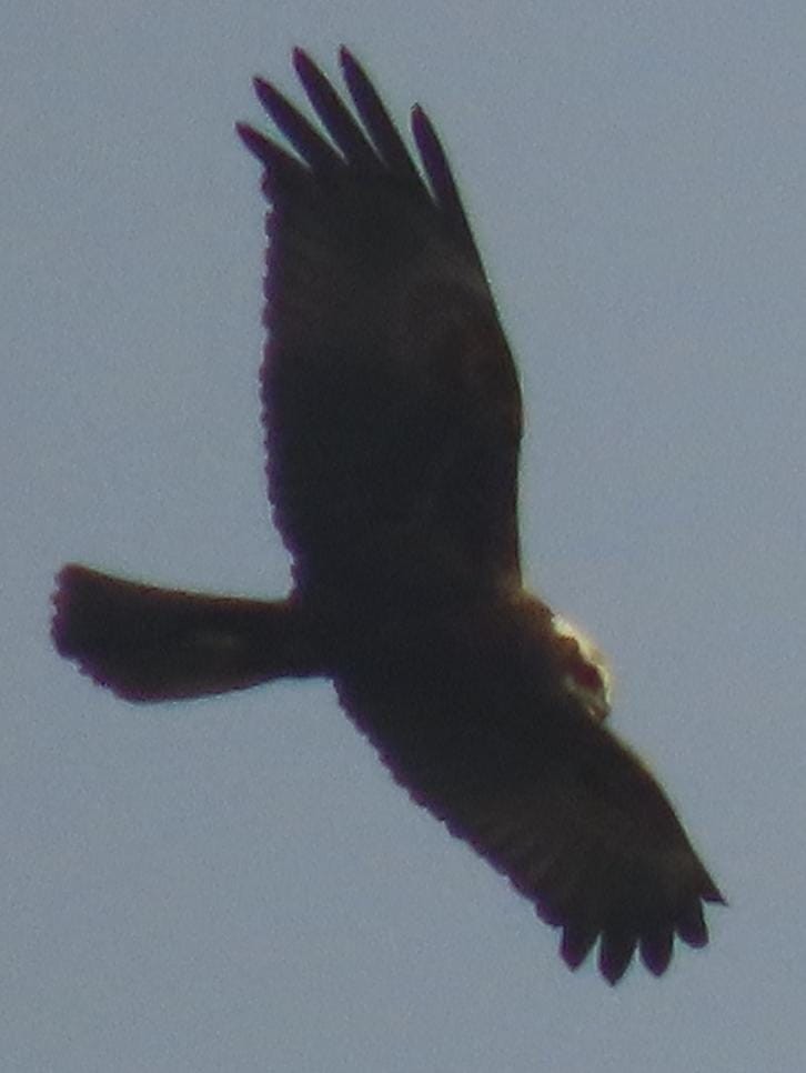Western Marsh Harrier - ML645326125