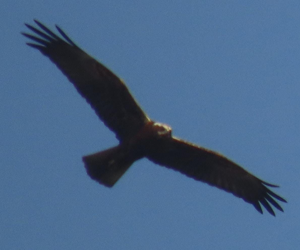 Western Marsh Harrier - ML645326126