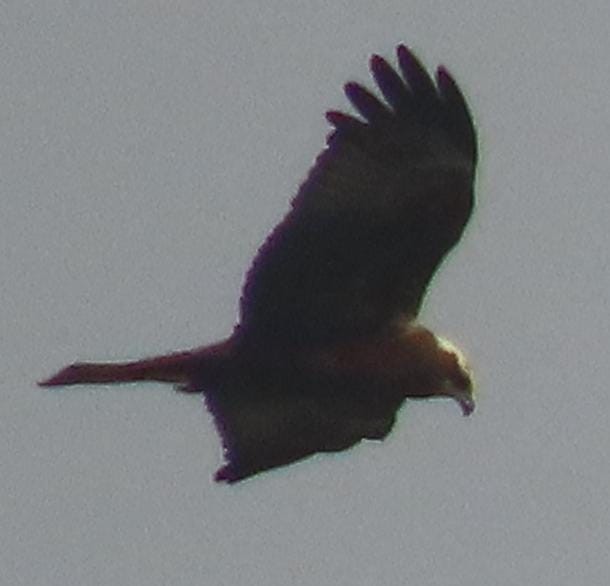 Western Marsh Harrier - ML645326127