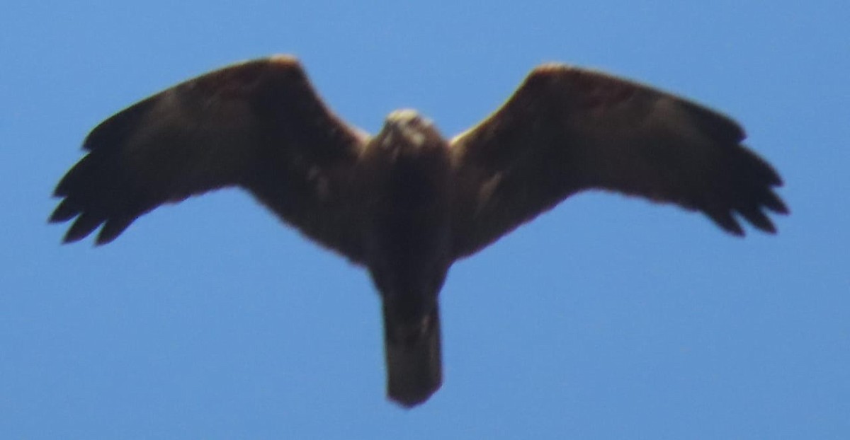 Western Marsh Harrier - ML645326128