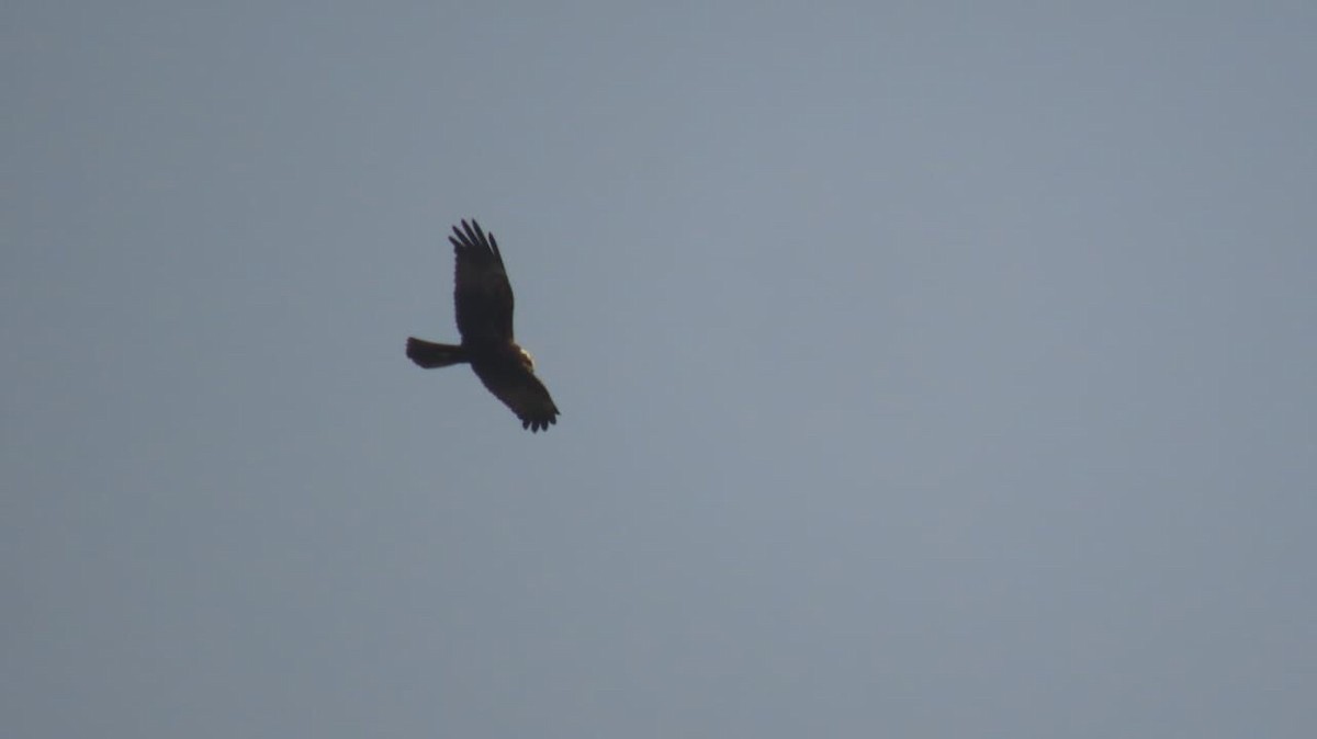Western Marsh Harrier - ML645326129