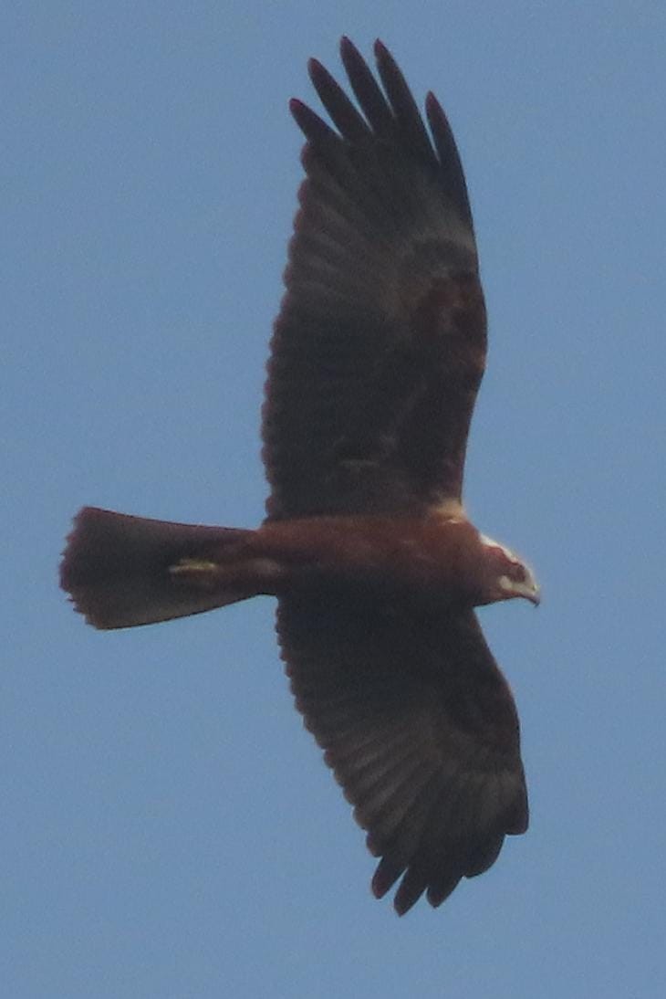 Western Marsh Harrier - ML645326130
