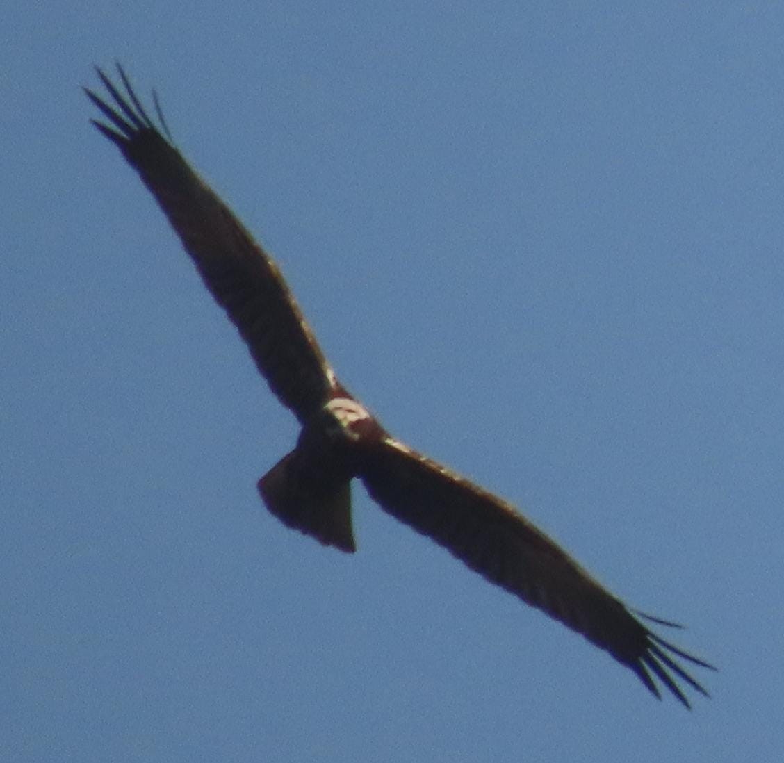 Western Marsh Harrier - ML645326131