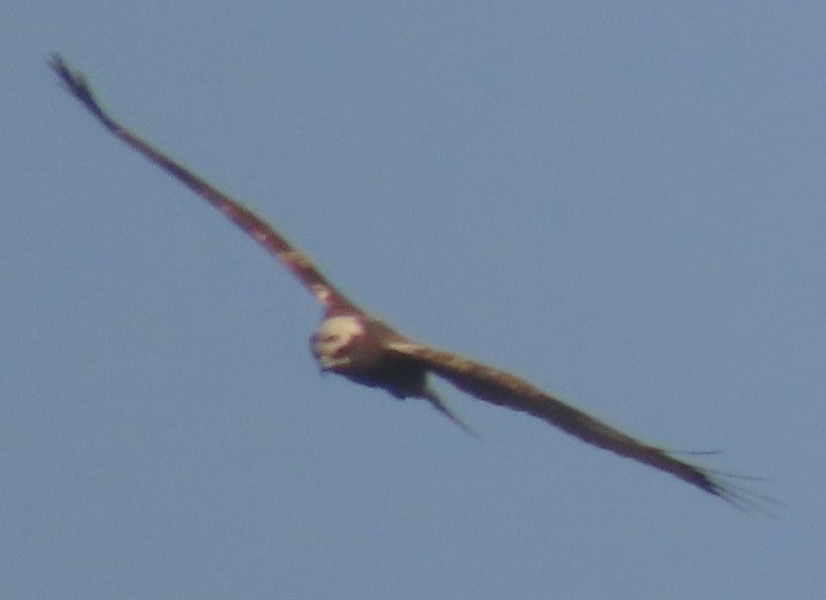 Western Marsh Harrier - ML645326132