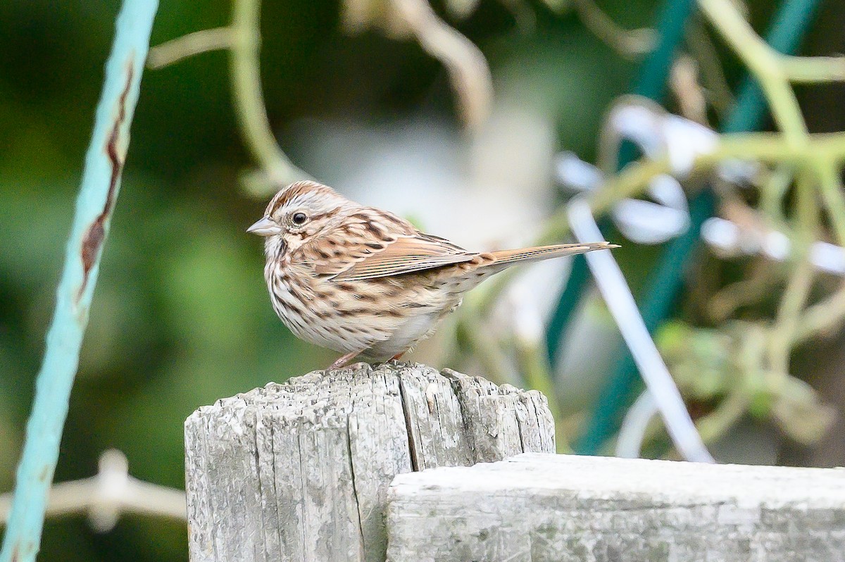 Song Sparrow - ML645326135