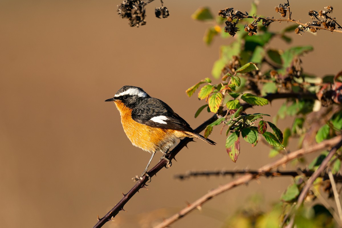 Moussier's Redstart - ML645326136