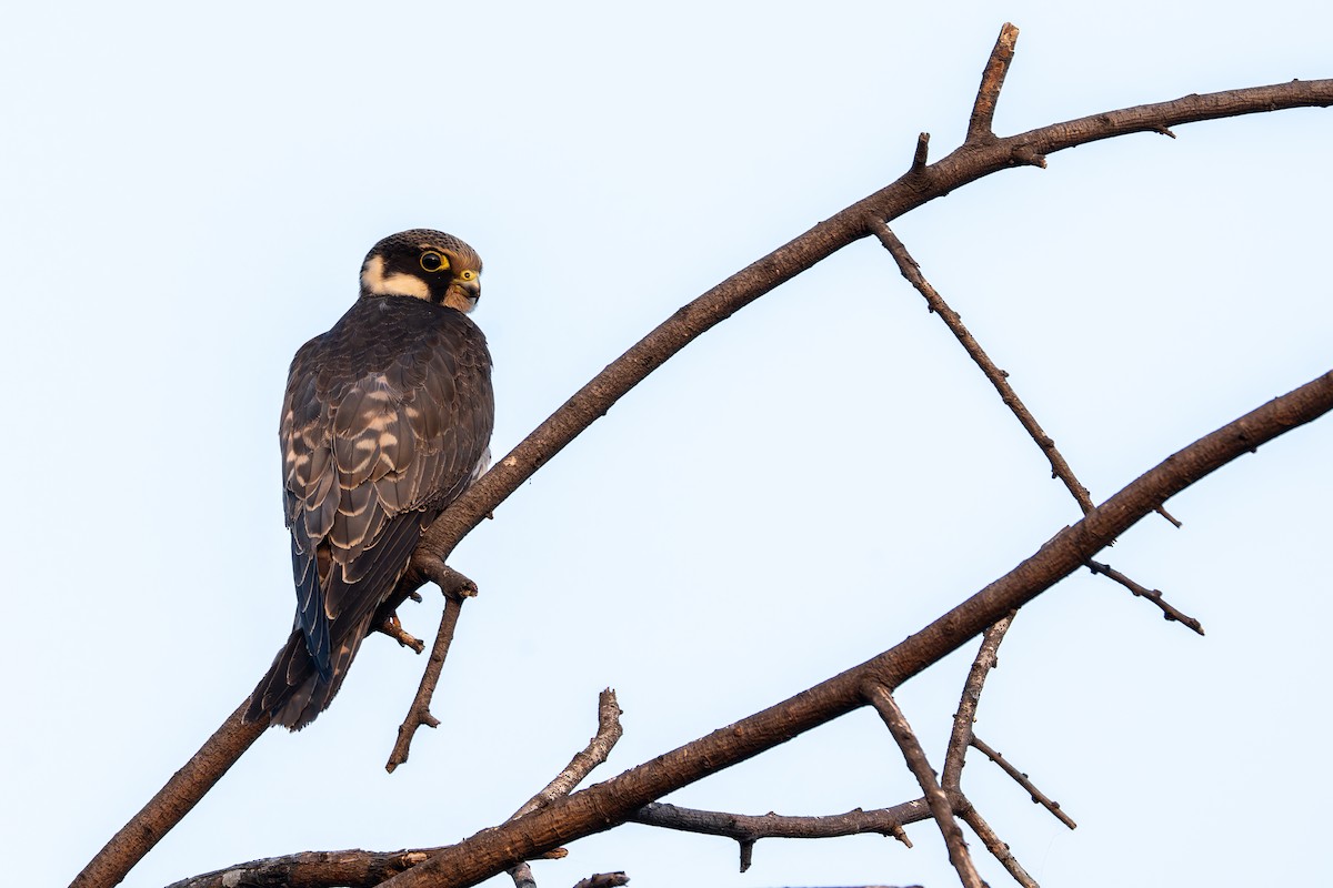 Eurasian Hobby - ML645326138
