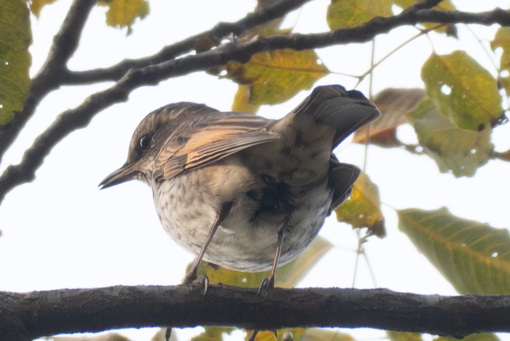 Dusky Thrush - ML645326140