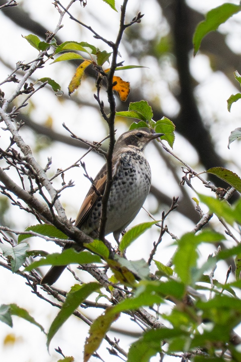 Dusky Thrush - ML645326141