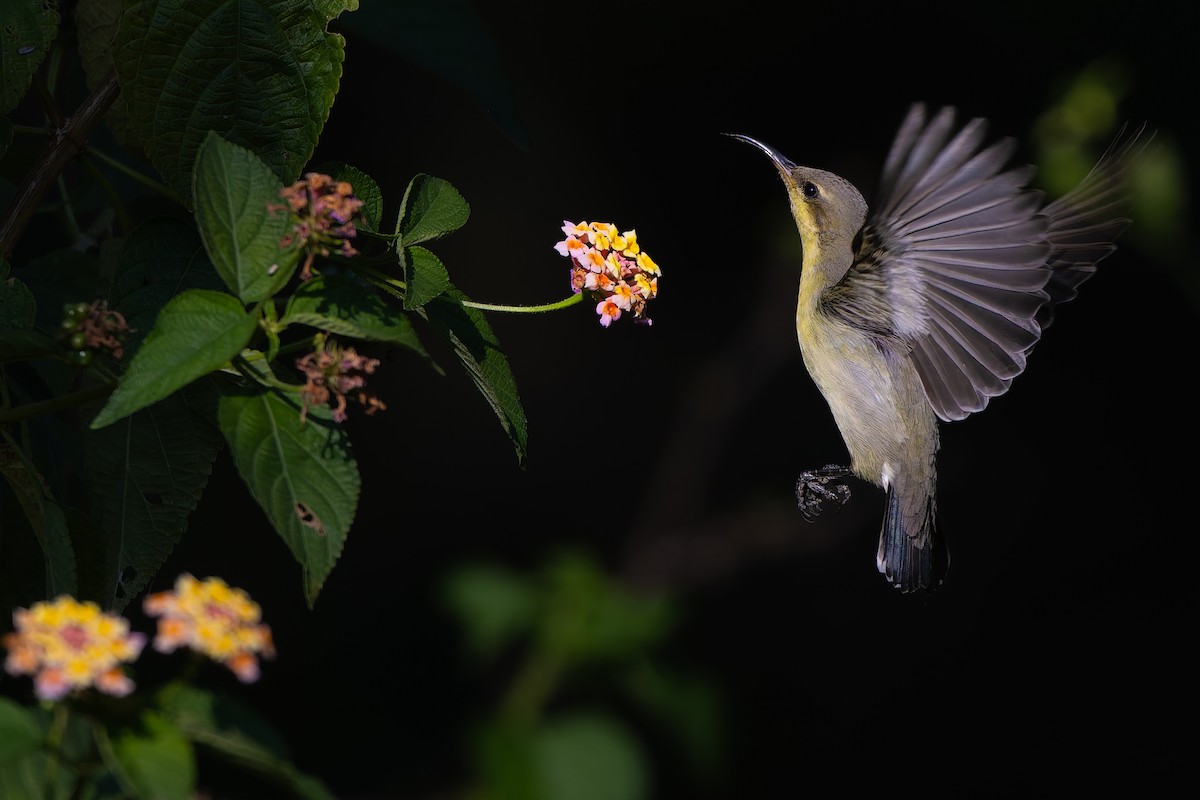 Purple Sunbird - ML645326144