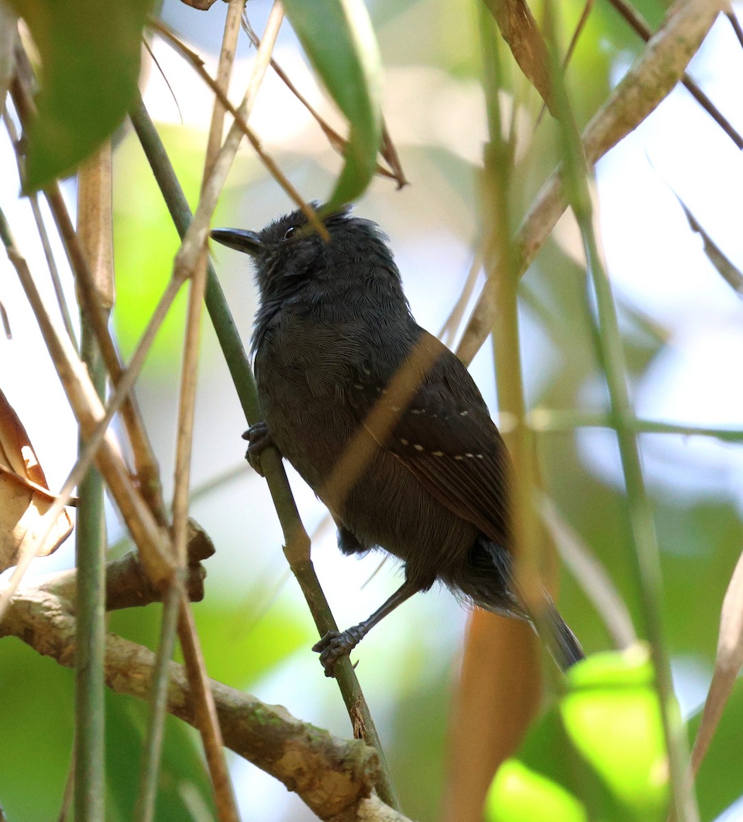 Blackish Antbird - ML645326160