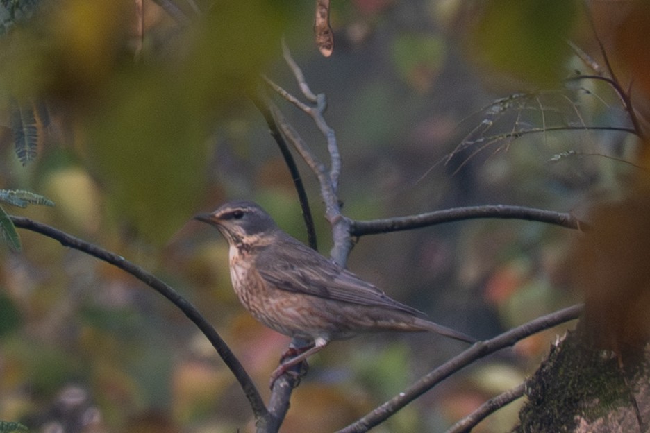 Naumann's Thrush - ML645326166